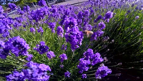 bee flying around colourful bush in city-4