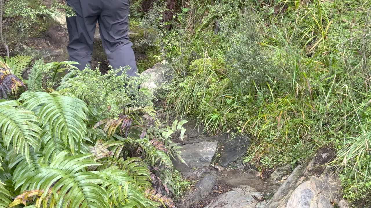 Person climbs wet, rocky path surrounded by lush ferns and greenery, natural daylight, steady camera