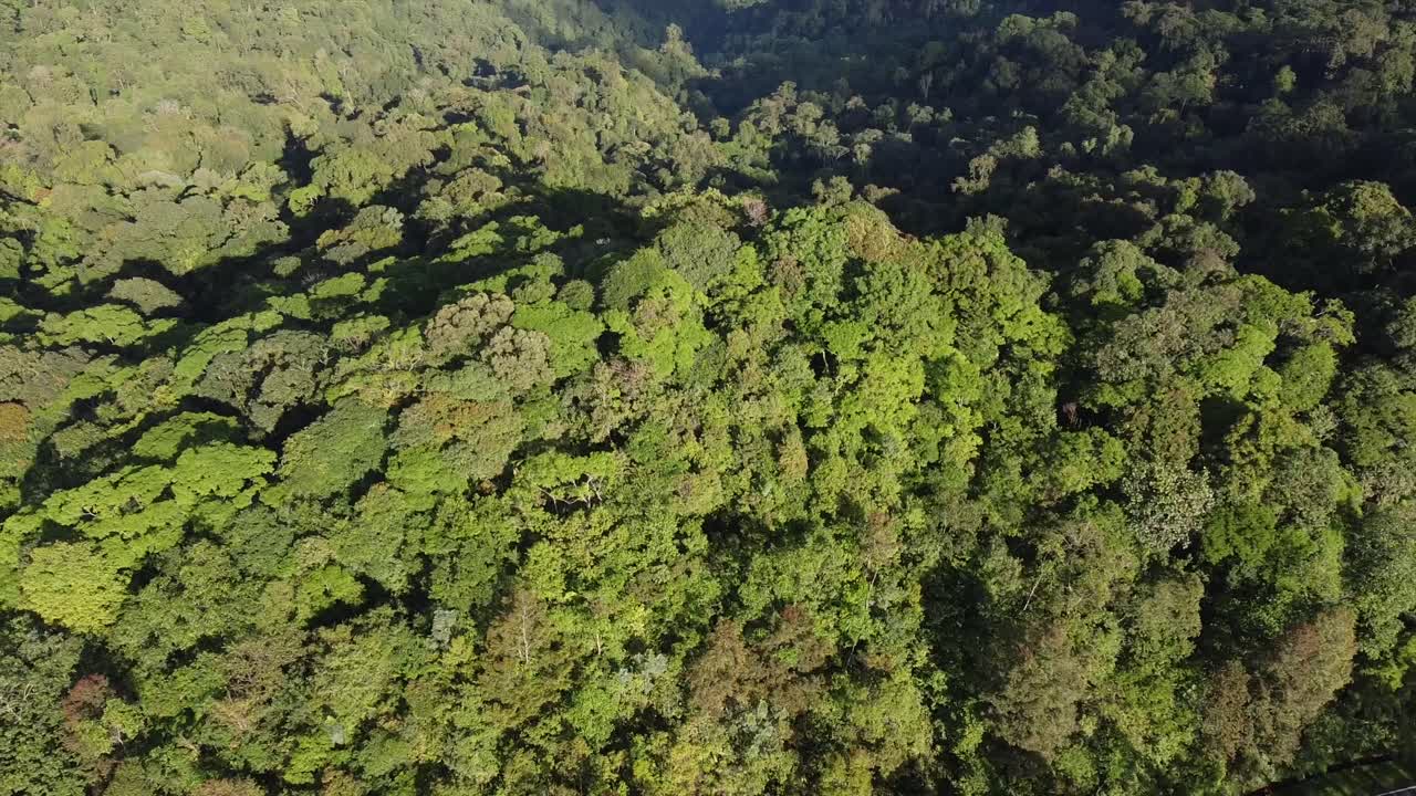 imágenes de drones volando sobre el dosel de la selva tropical de la selva de borneo