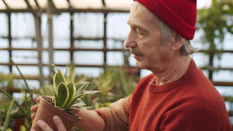 elderly man checking potted plant in greenhouse