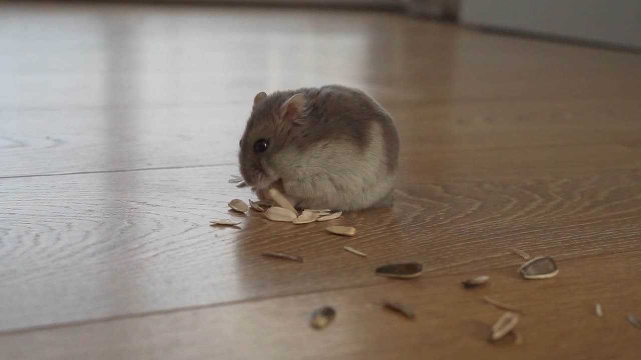 Cute Hamster Eating Sunflower Seeds on Wooden Floor