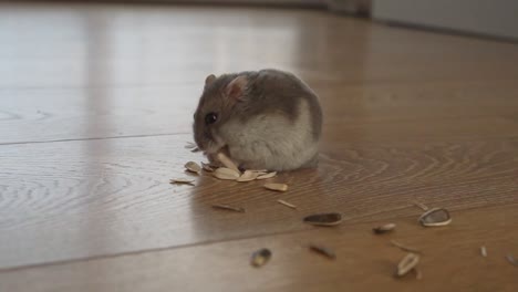 cute hamster eating sunflower seeds on wooden floor