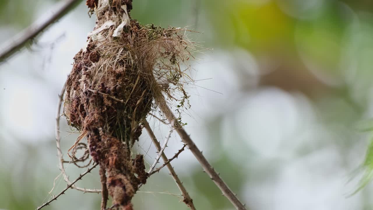 새들이 돌아오기를 기다리는 부드러운 바람에 의해 날아간 둥지, 올리브 백업 선버드 cinnyris jugularis, 태국