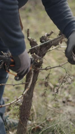 pruning grapevines in a vineyard