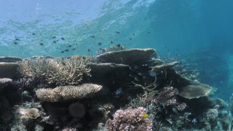 a scuba divers underwater view of a vibrantly coloured coral reef ecosystem covered with schools of tropical fish