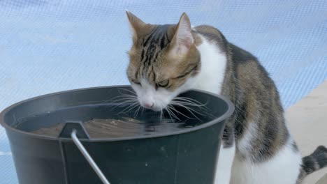 一只猫在游泳池里从桶里喝淡水