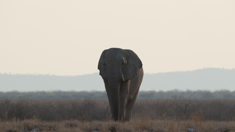 front portrait of african savanna elephant roaming