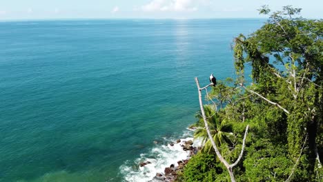 Aerial-drone-long-shot-showing-a-majestic-osprey-bird-resting-on-a-branch-near-the-sea,-tracking-shot