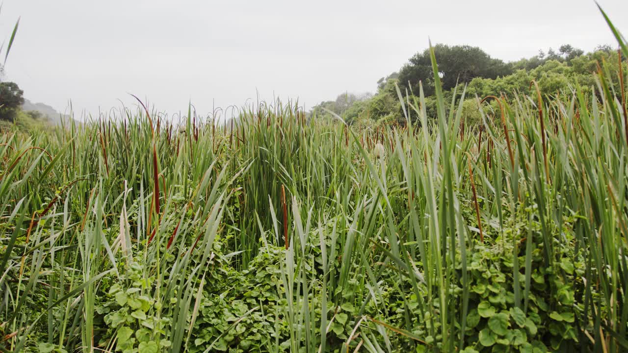 rastreando juncos verdes en un humedal en un día nublado
