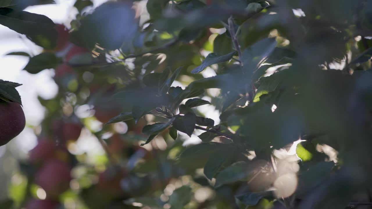 Apples on an apple tree
