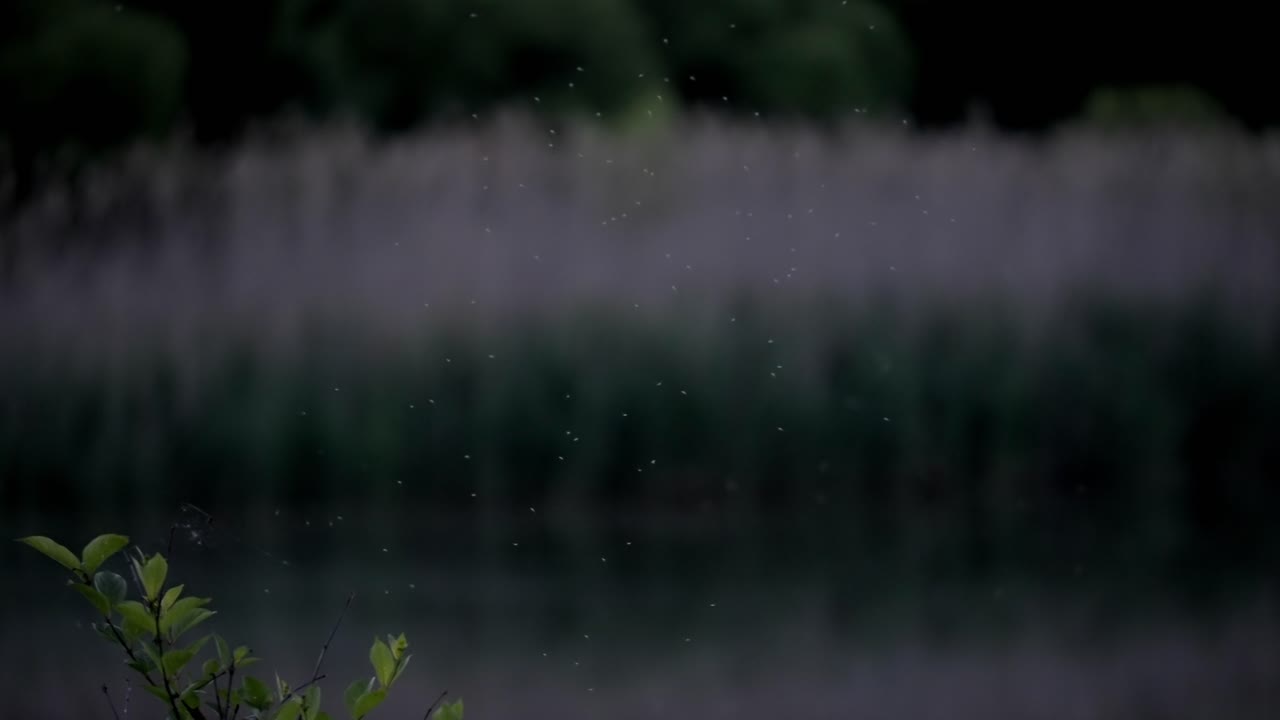 Tranquil Pond at Dusk: Reeds Reflected in Calm Water with Birds