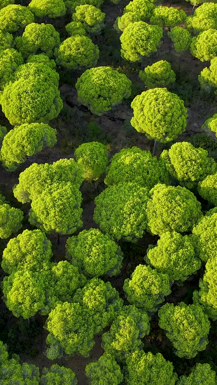 Perspectiva aérea cenital cinematográfica de exuberantes pinos piñoneros verdes en El Rompido, España. Ideal para conceptos de sostenibilidad y medio ambiente ecológico.