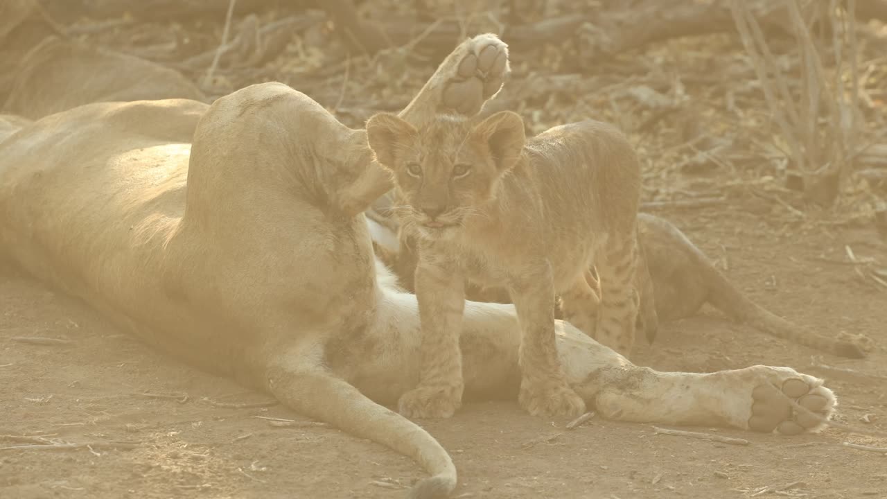 Medium shot of a lion cub standing at its mother's bottom when she kicks the cub with her paw before resting her foot on the cub's back while sleeping. Captured in golden light, Mashatu Game Reserve