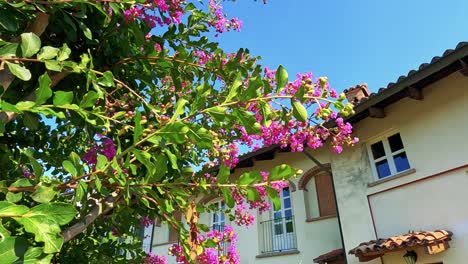 vibrant flowers in front of a house