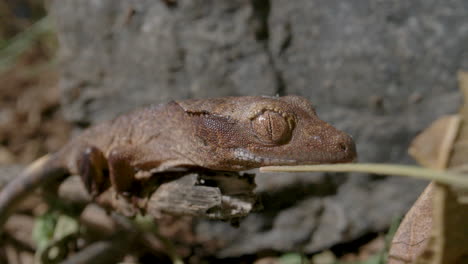 Crested-gecko-climbing-along-a-stick-in-the-forest