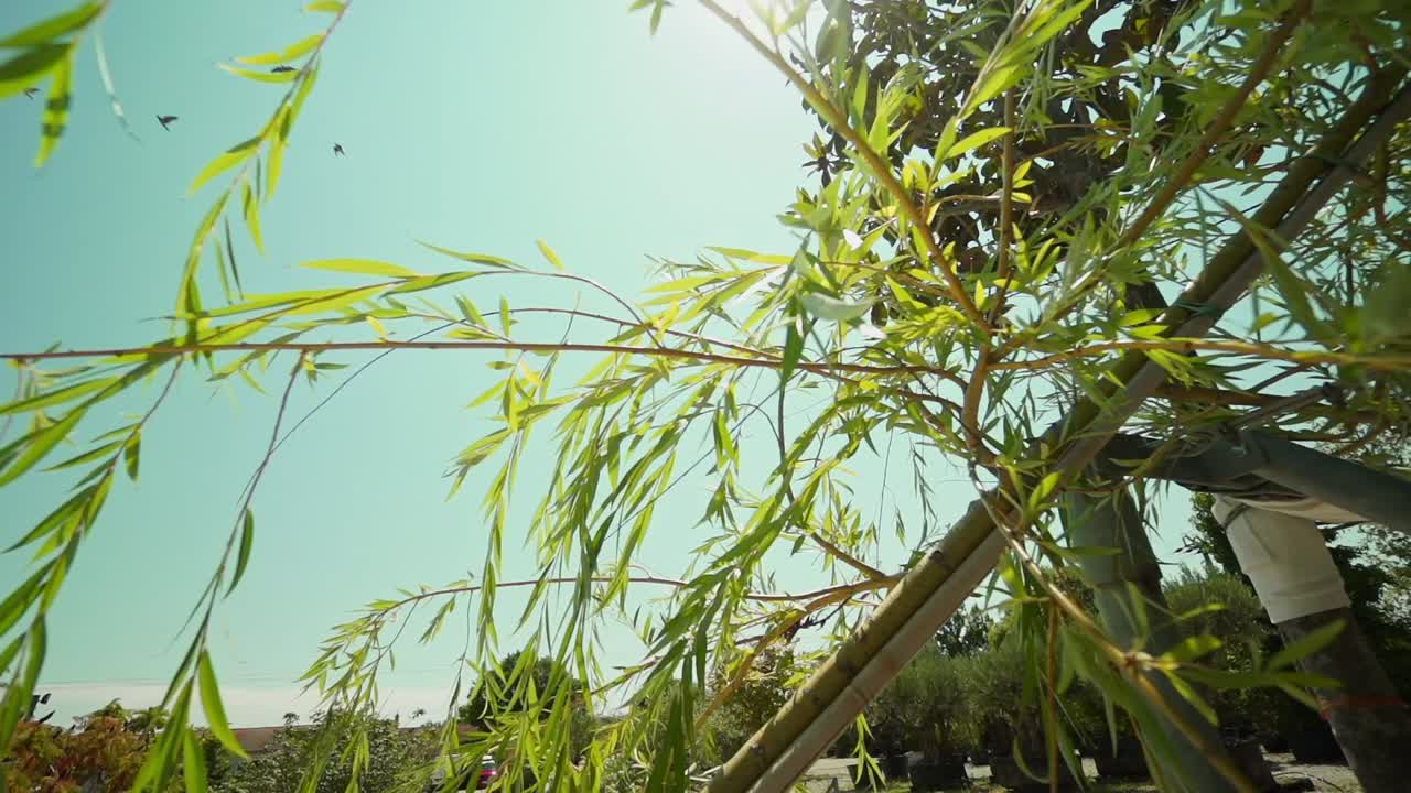 Sunlight filters through lush willow green foliage, capturing the serene beauty of nature on a bright day