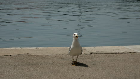 big white seagull stands on the shore of the harbor screams around and making noises on the island of krk in croatia