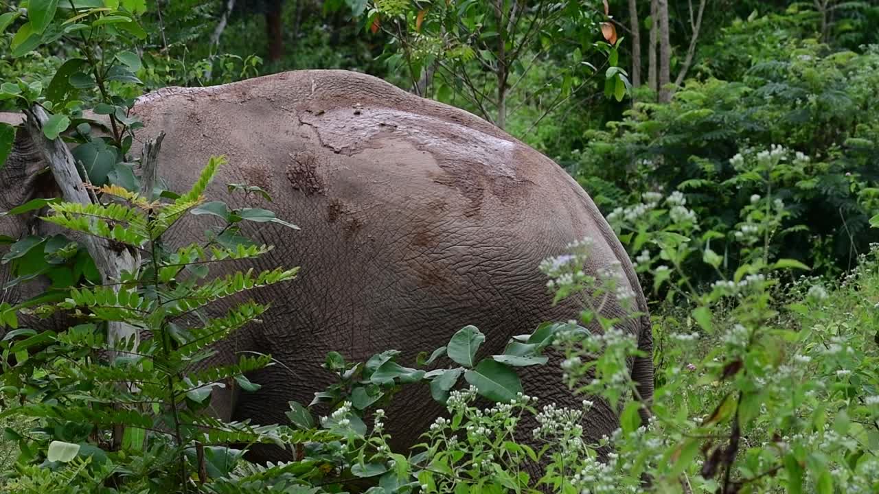 아시아 코끼리는 멸종 위기 종이며 태국 거주자이기도합니다.