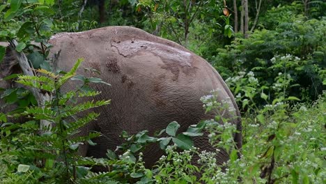 the asiatic elephants are endangered species and they are also residents of thailand