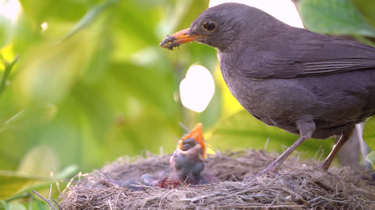 Black bird feeds baby bird