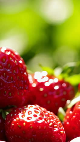 close-up of fresh strawberries