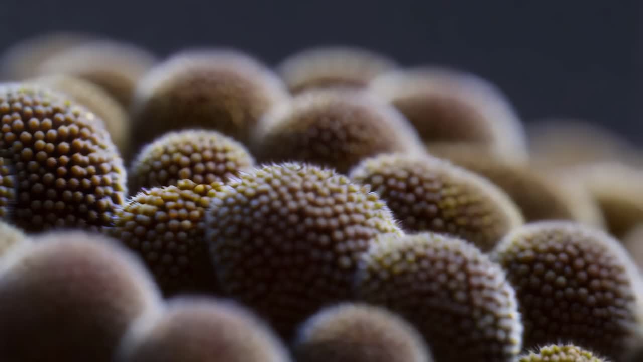 primer plano de pequeñas vainas de semillas redondas