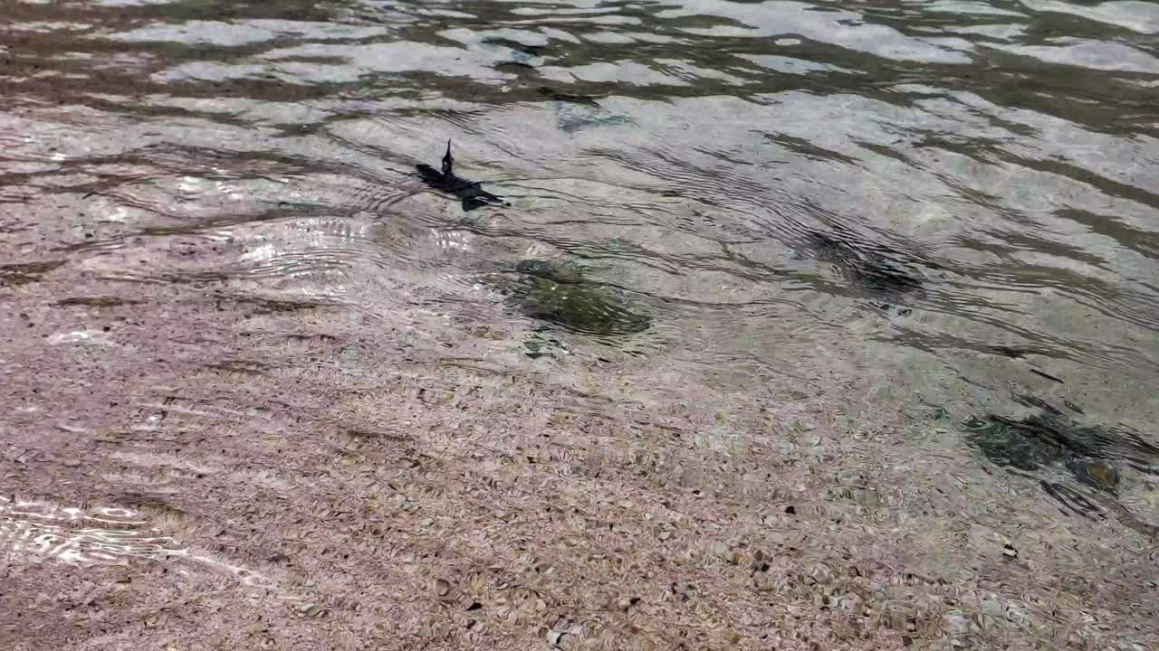 Baby Sea Turtles Swimming In The Shallow Water By The Ocean