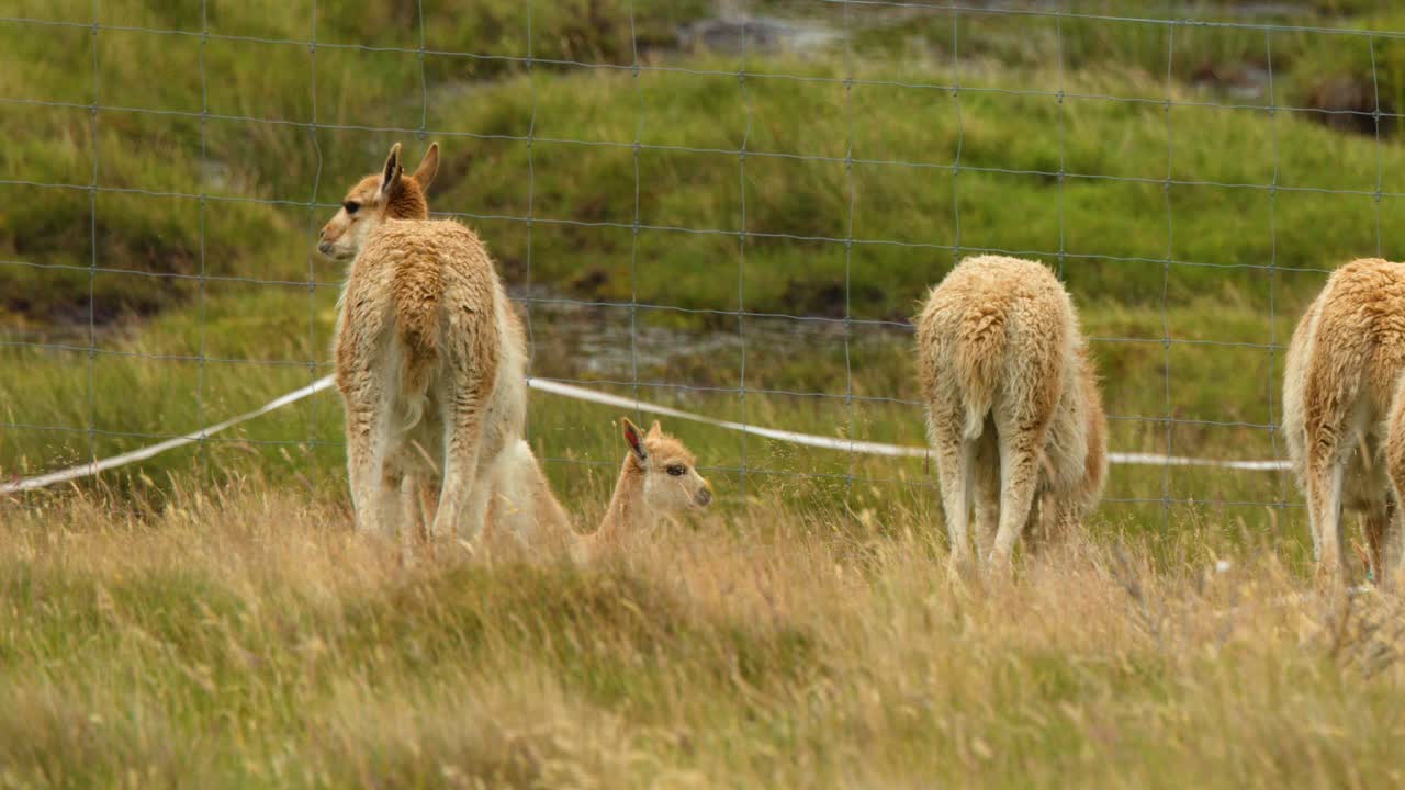 Adult vicuña gently approaches and interacts with resting calf in grassy Scottish Highlands enclosure