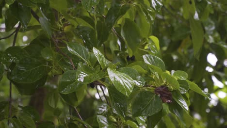 raining season blessing nature with water to grow and thrive on tropical island