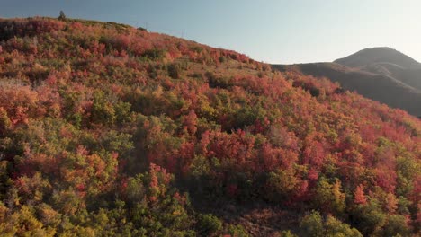 Aerial-flytowards-fall-colored-foliage-in-Emigration-Canyon,-Utah