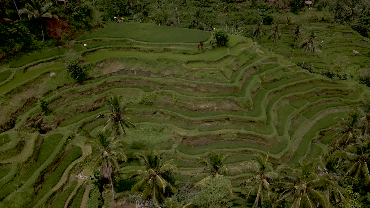 incline hacia arriba la revelación de las terrazas de arroz en un paisaje verde
