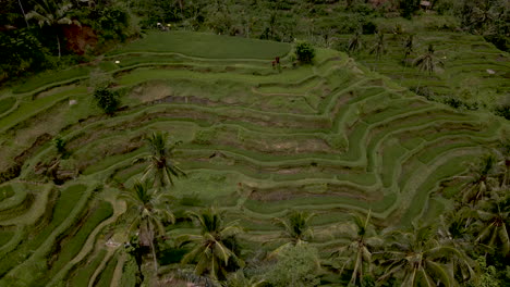 Incline-Hacia-Arriba-La-Revelación-De-Las-Terrazas-De-Arroz-En-Un-Paisaje-Verde