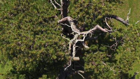 Old-tree-in-the-middle-of-the-green-meadow