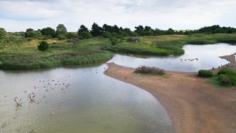 Un-Vídeo-Aéreo-Captura-El-Encanto-De-Las-Marismas-De-Agua-Salada-En-La-Costa-De-Lincolnshire,-Con-Aves-Marinas-En-Vuelo-Y-Descansando-En-Las-Lagunas-Y-Lagos-Interiores.