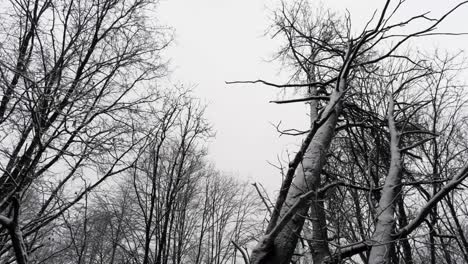 Snow covered tree trunks and bare branches in the middle of winter, slow aerial rise