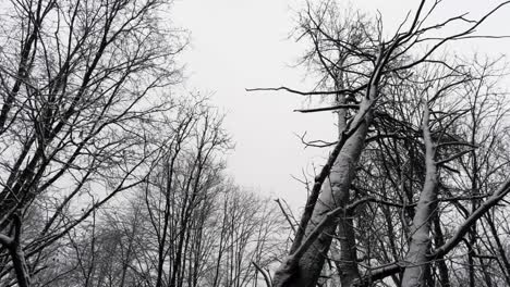 snow covered tree trunks and bare branches in the middle of winter, slow aerial rise