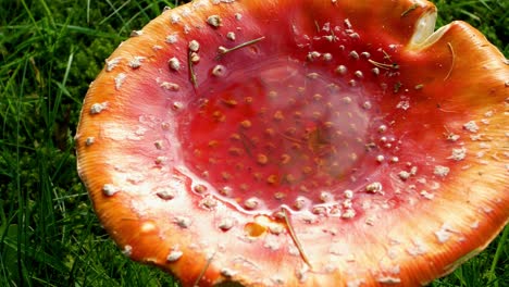 toma panorámica lenta de champiñones silvestres con agua acumulada en la parte superior