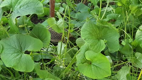 shy-hedgehog-is-peeking-under-huge-green-leaves-and-minding-hes-own-business