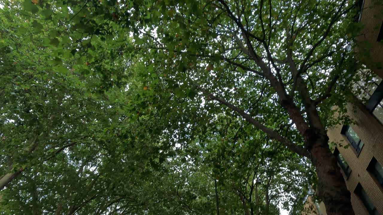 푸른 나무 들 이 있는 평화로운 거리