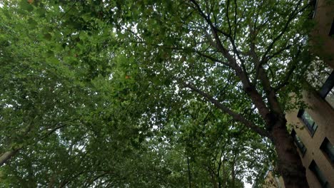 una calle pacífica con árboles verdes exuberantes