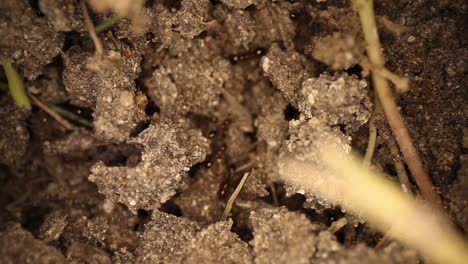 two ants carrying dirt, slowly panning across the top of a disturbed fire ant mound, many ants running in the cracks of broken dirt