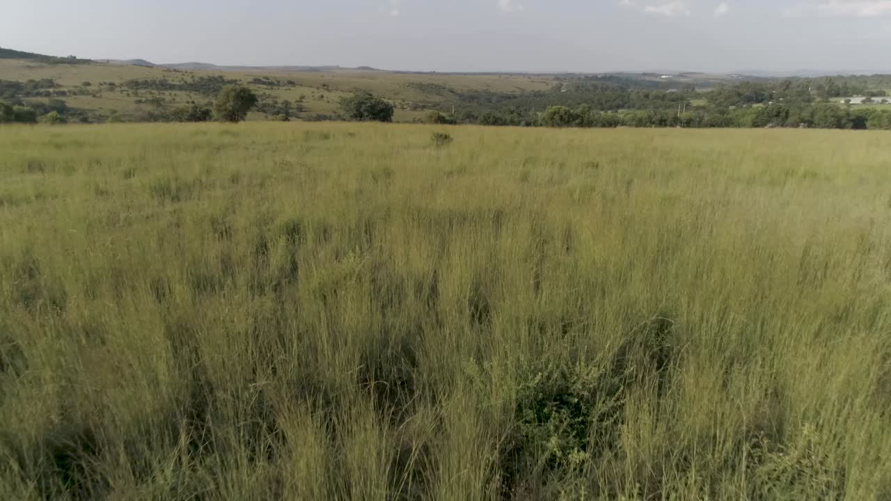 impresionante vista de un vasto campo de hierba verde que se extiende hasta llegar a unas montañas al fondo también cubiertas de vegetación