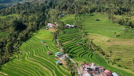 Filmisches-Drohnenvideo-Von-Der-Reisterrasse-In-Asien,-Indonesien-Mit-Grüner-Farbe-Und-Wunderbarem-Sonnenlicht