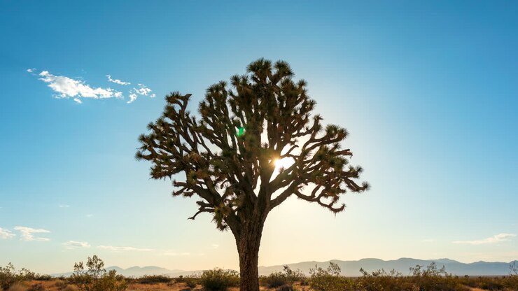 Il sole tramonta dorato oltre un albero di Giosuè e le aspre montagne del deserto del Mojave - time lapse statico