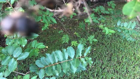 tree-branch-in-the-wind