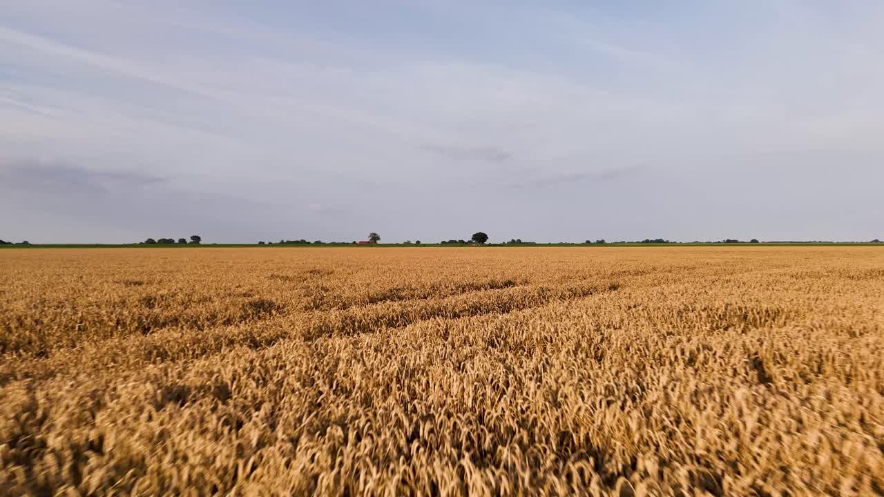 Golden Wheat Field Landscape