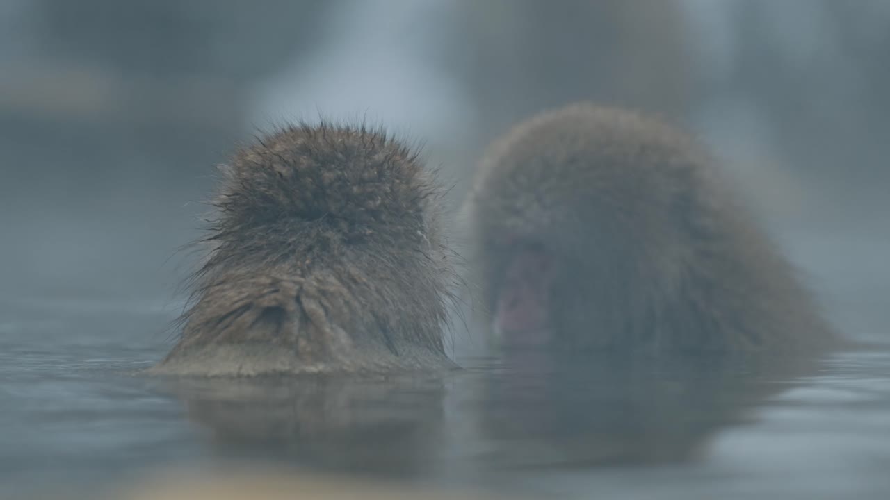 A Japanese snow monkey enjoys a meal while relaxing in the warm waters of an onsen, surrounded by the snow-covered landscape of Jigokudani, Japan.