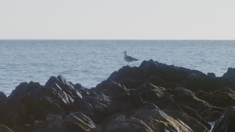 isolated seagull on the rocks near the sea