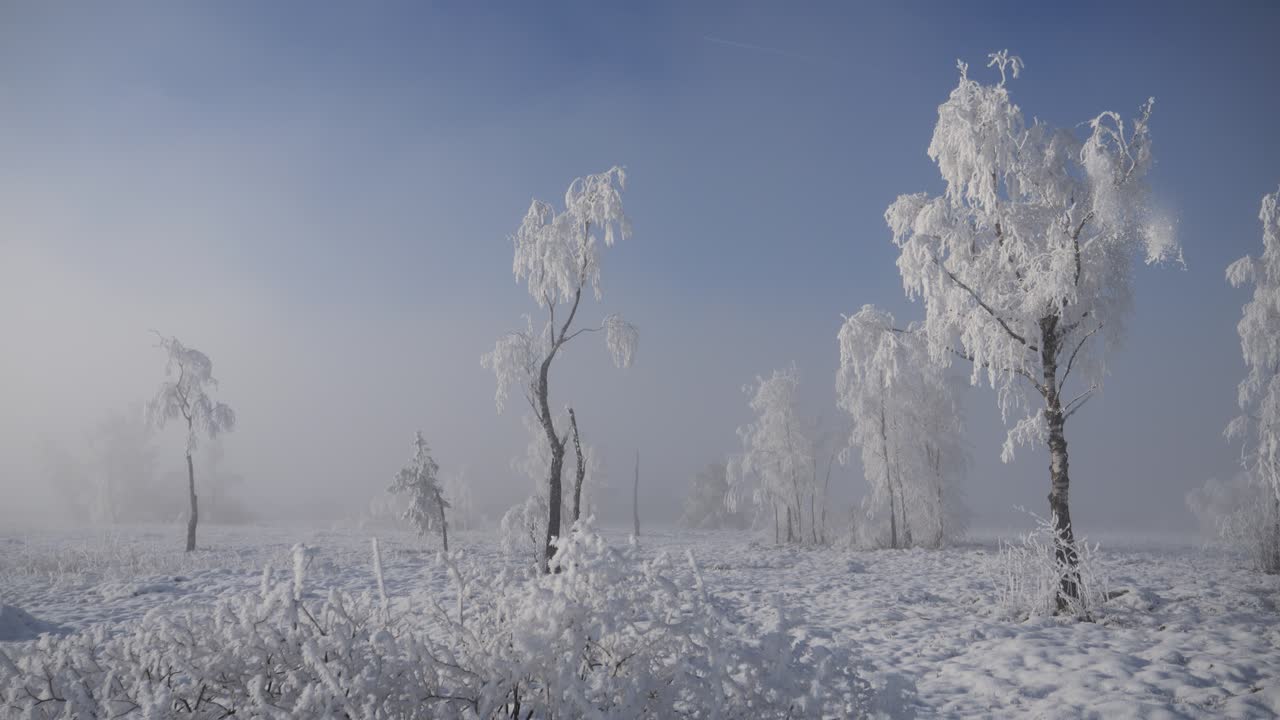 마법의 겨울 경이로운 땅, 얼음 나무와 눈, 조용하고 조용한 아름다움, 안개 파란 하늘의 날, 자연의 배경.