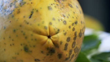 ripe yellow papaya paw paw spinning on a rotating platform displaying it's beautiful and unique spots and skin